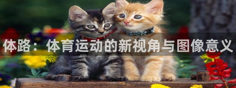 体路：体育运动的新视角与图像意义